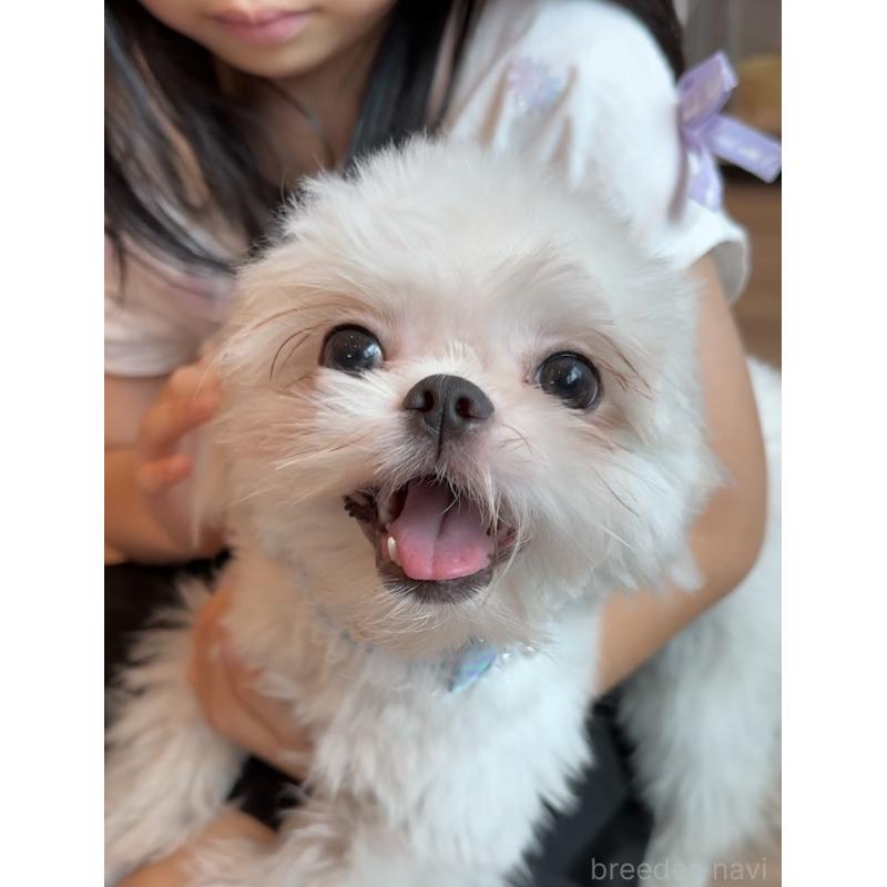 販売中の埼玉県のミックス犬-361568の14枚目