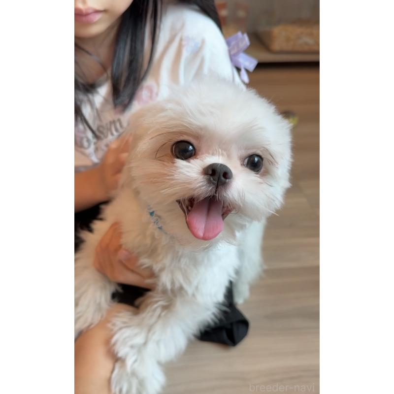 販売中の埼玉県のミックス犬-361568の13枚目