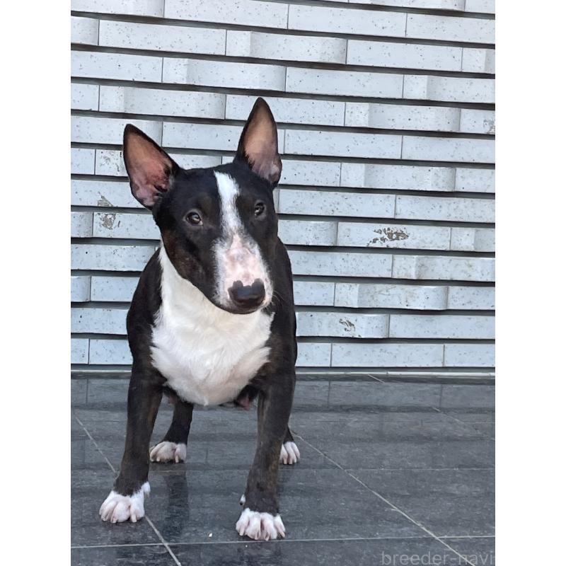 Adorabull Jp Lolaちゃん1枚目