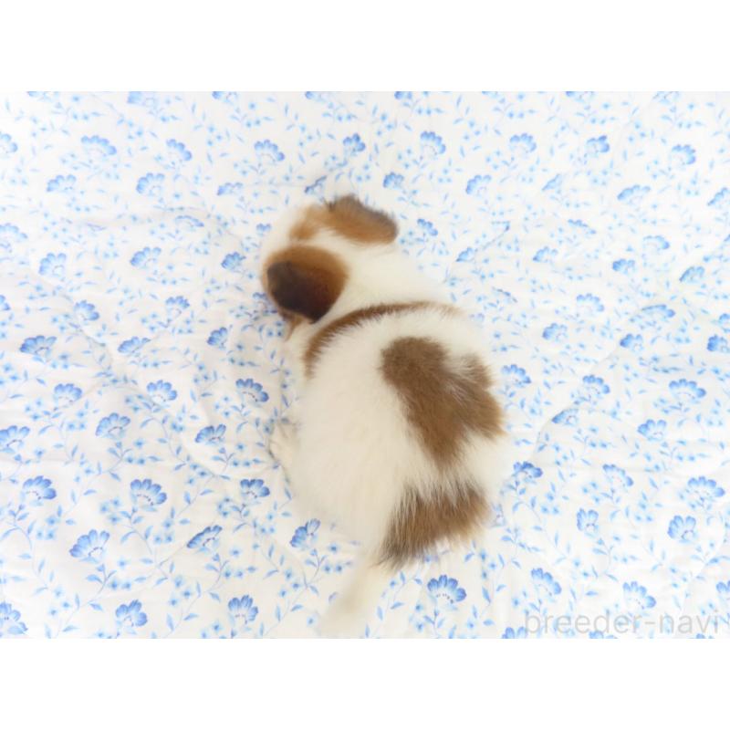 成約済の千葉県のパピヨン-403212の5枚目