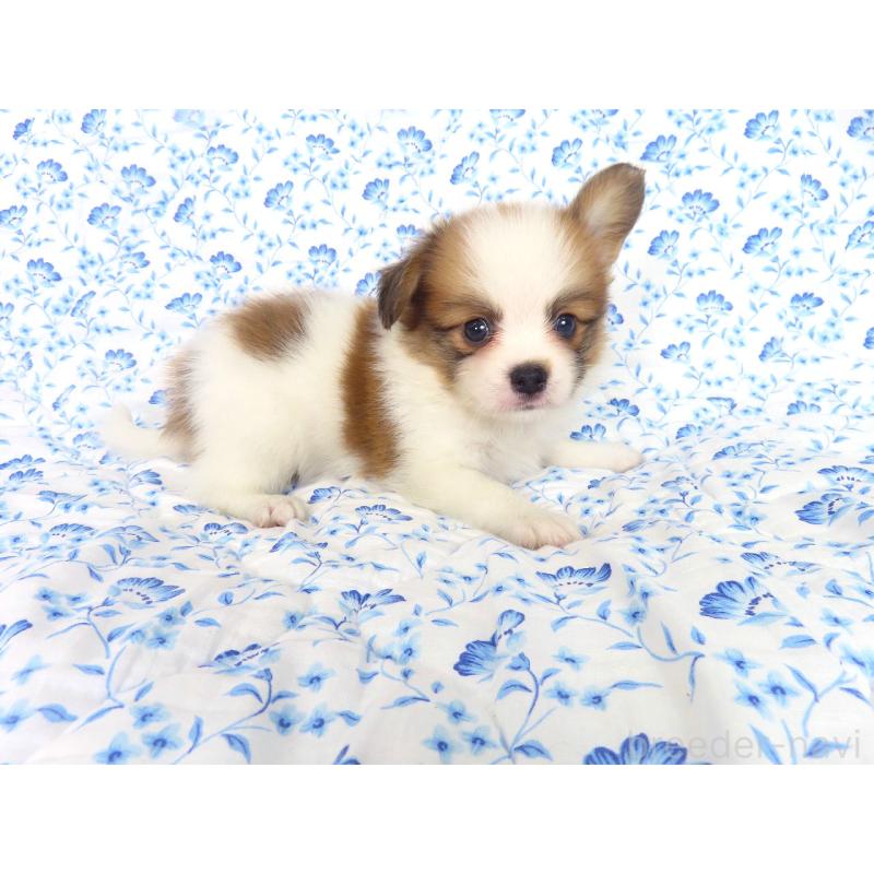 成約済の千葉県のパピヨン-403212の4枚目