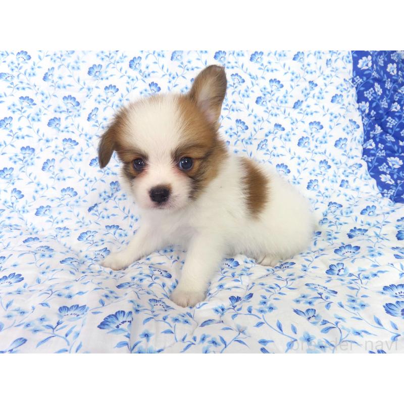 成約済の千葉県のパピヨン-403212の3枚目