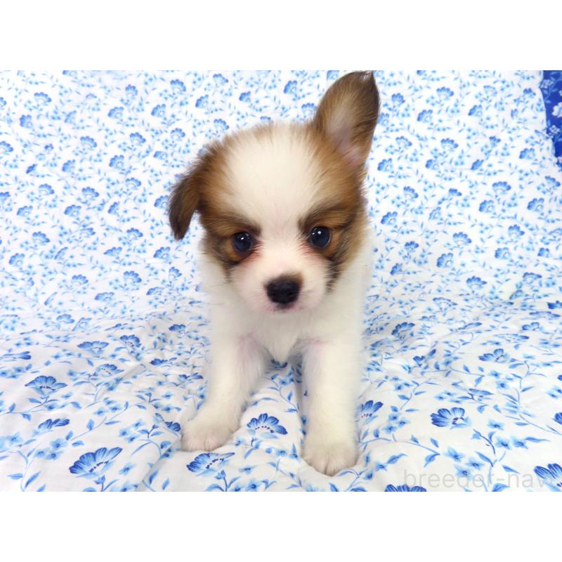 成約済の千葉県のパピヨン-403212の2枚目