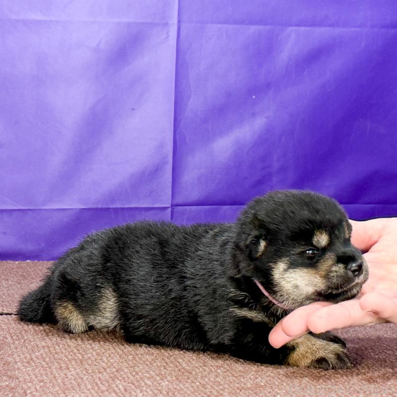販売中の愛知県の柴犬-405853の3枚目