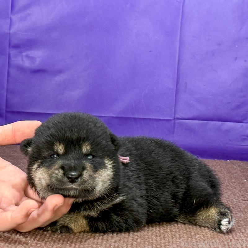 販売中の愛知県の柴犬-405853の2枚目