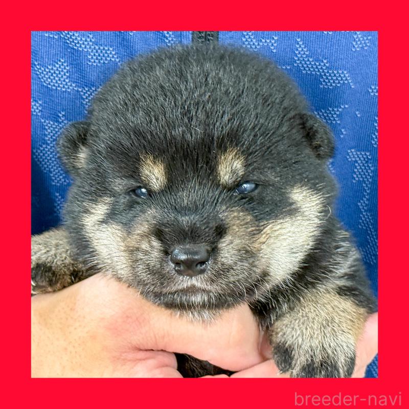 販売中の愛知県の柴犬-405853