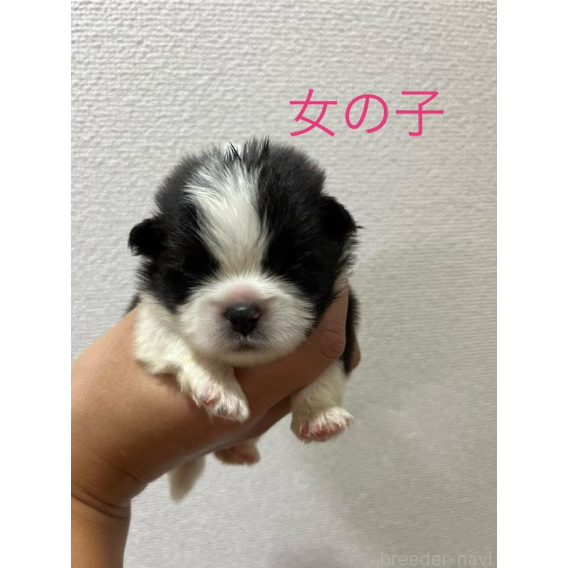 販売中の熊本県のミックス犬-403378