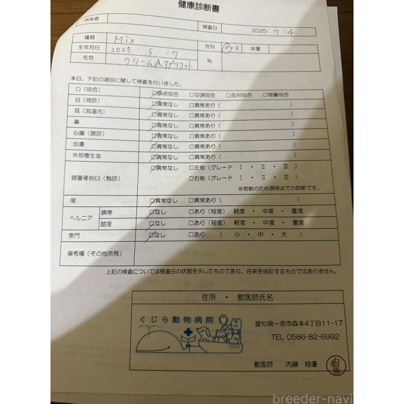 成約済の岐阜県のマルプー:マルチーズ×トイプードル-401113の3枚目