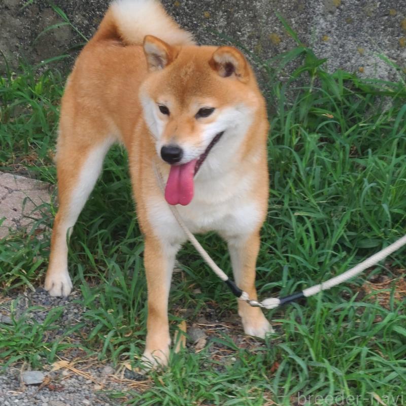 販売中の静岡県の柴犬-405711の1枚目