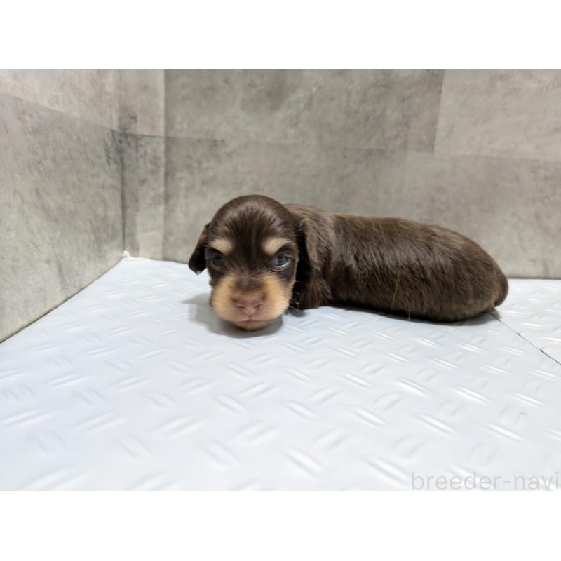 販売中の茨城県のカニンヘンダックスフンド(ロングヘアード)-405709の4枚目