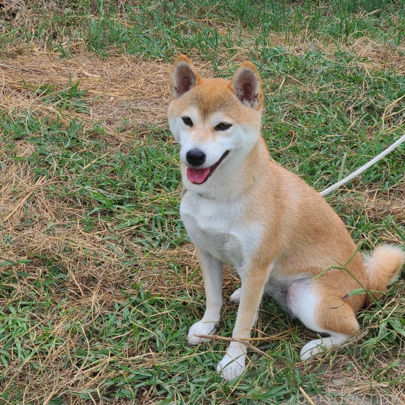 にいなちゃん1枚目