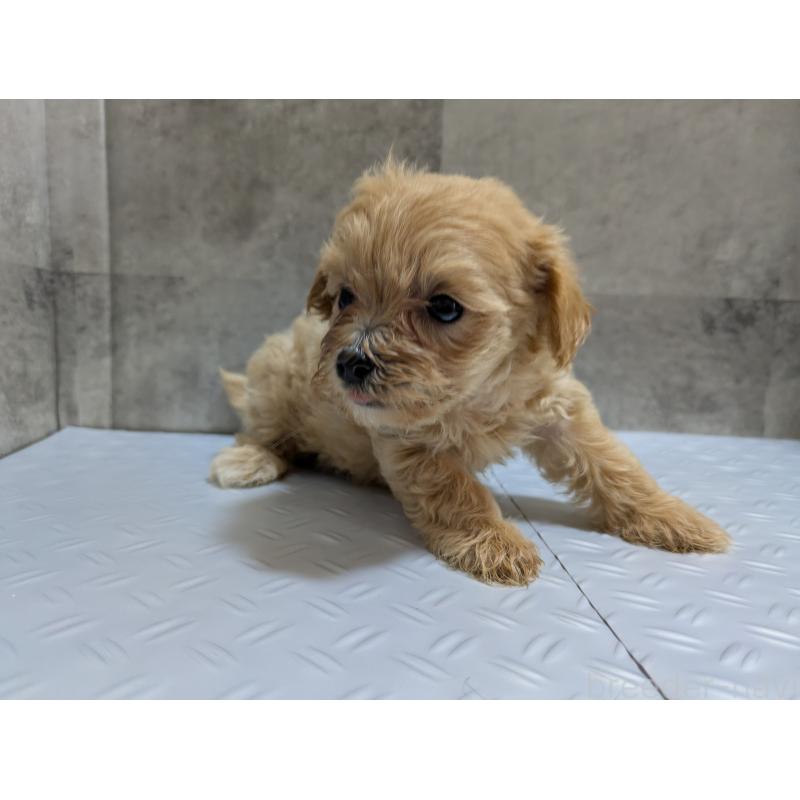 販売中の茨城県のミックス犬-405713の3枚目