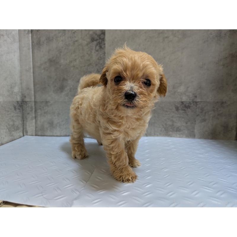 販売中の茨城県のミックス犬-405713の2枚目