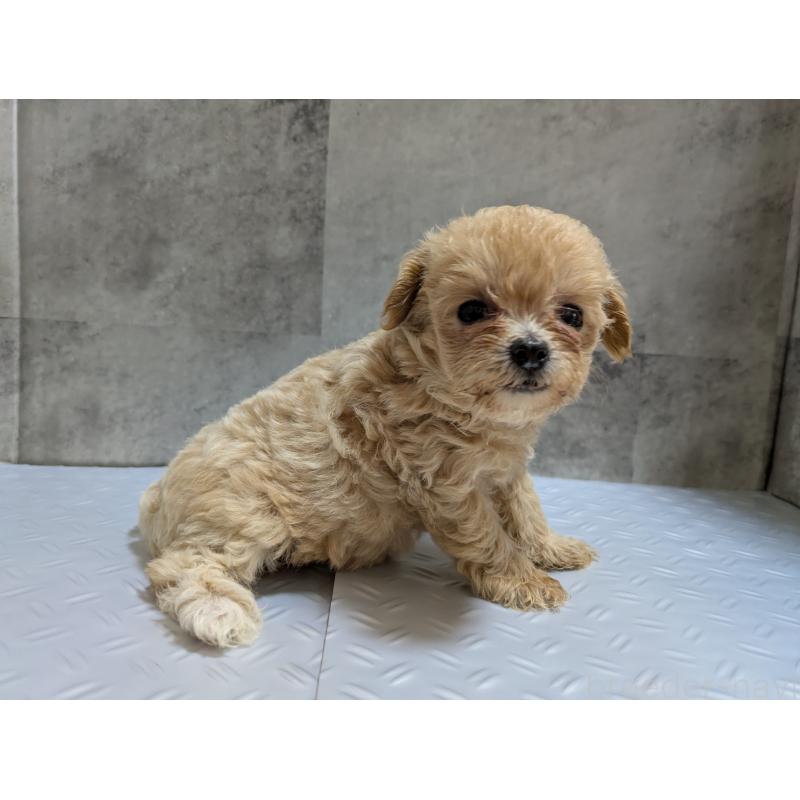 販売中の茨城県のミックス犬-405714の5枚目