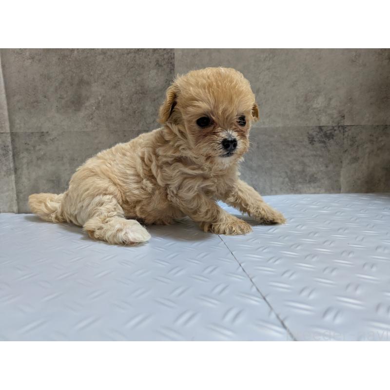 販売中の茨城県のミックス犬-405714の4枚目