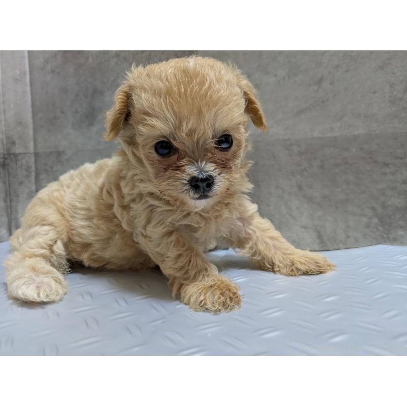販売中の茨城県のミックス犬-405714の3枚目