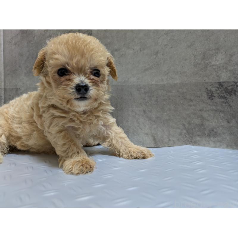 販売中の茨城県のミックス犬-405714の2枚目