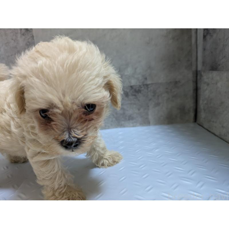 販売中の茨城県のミックス犬-405715の5枚目