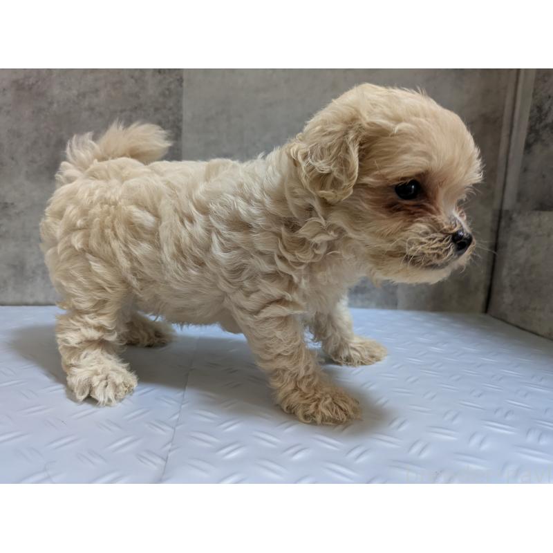 販売中の茨城県のミックス犬-405715の4枚目