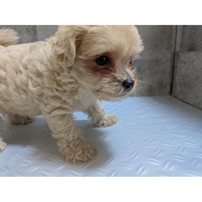 販売中の茨城県のミックス犬-405715の3枚目