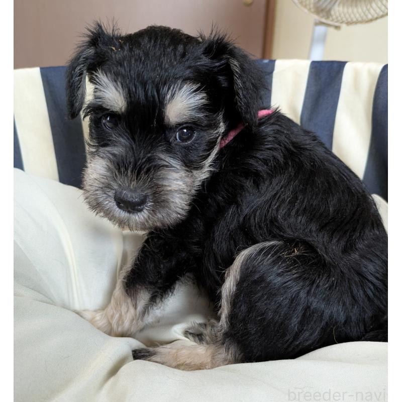 成約済の群馬県のミニチュアシュナウザー-404031の9枚目