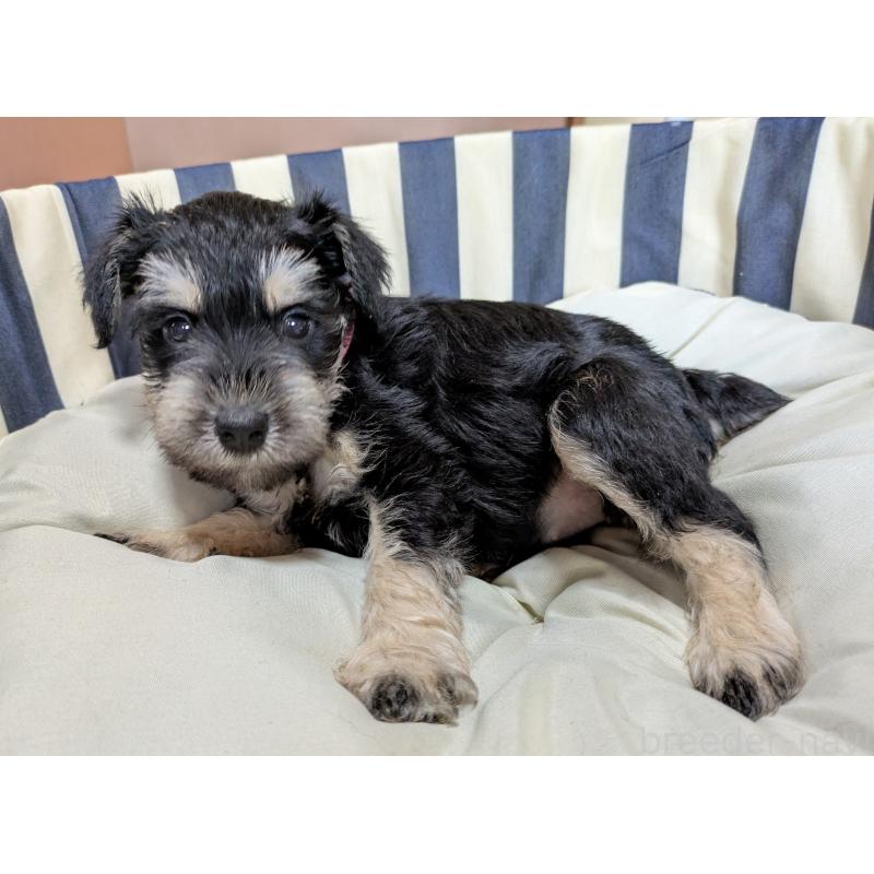 成約済の群馬県のミニチュアシュナウザー-404031の8枚目