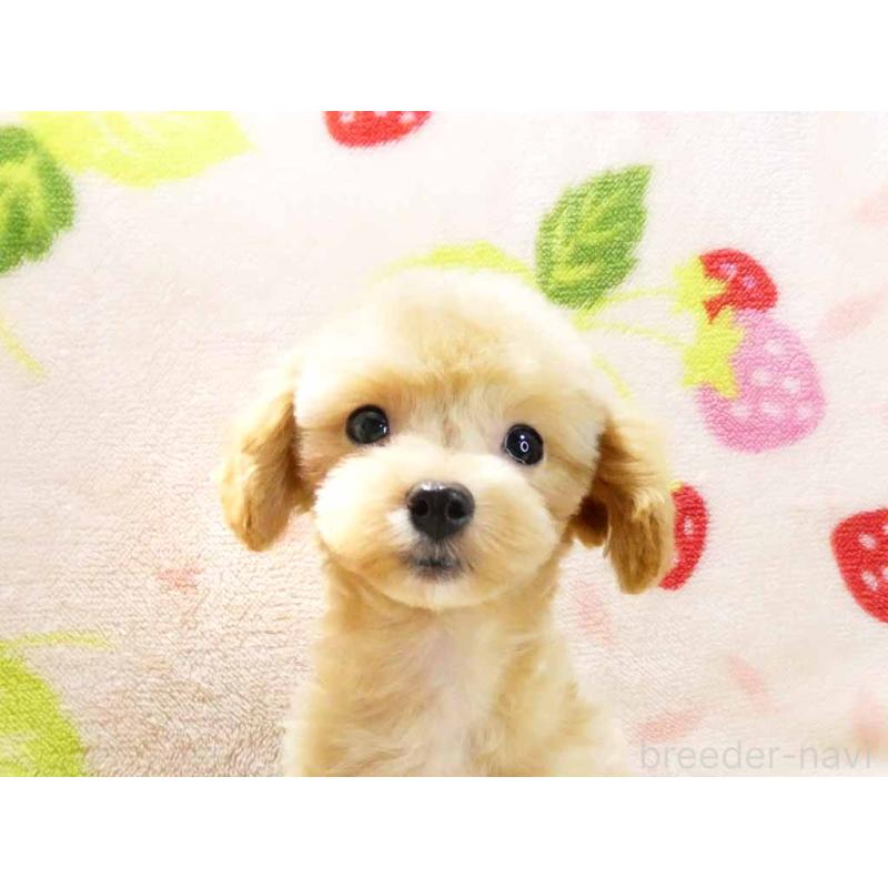 販売中の千葉県のチワプー:チワワ×トイプードル-394449の2枚目
