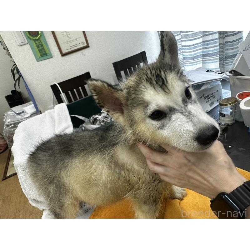 販売中の千葉県のシベリアンハスキー-401730の4枚目