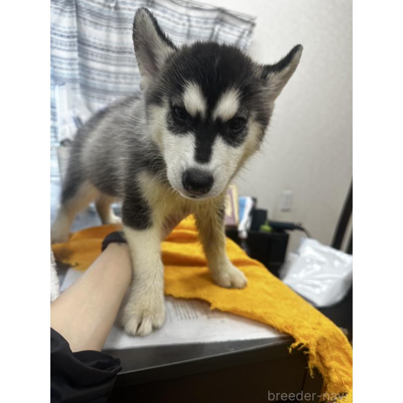 販売中の千葉県のシベリアンハスキー-401731の4枚目