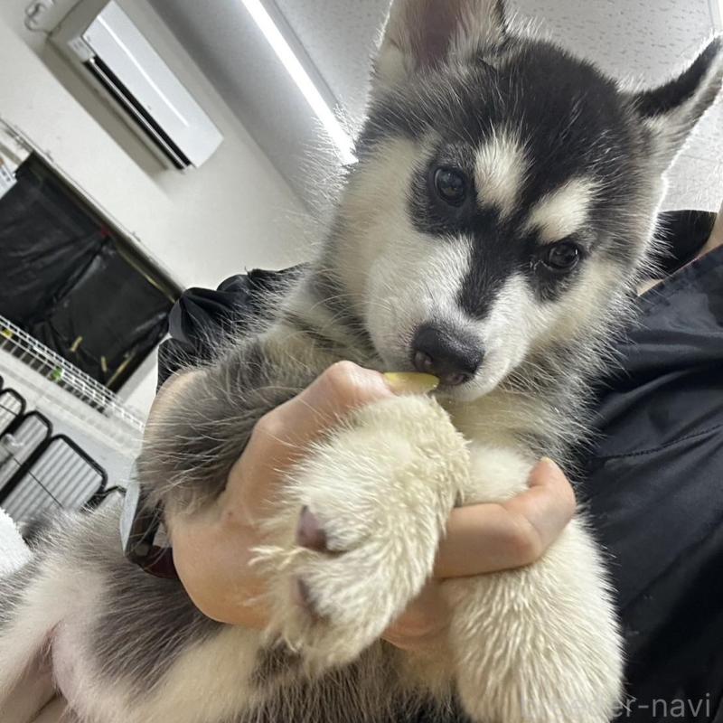 販売中の千葉県のシベリアンハスキー-401731