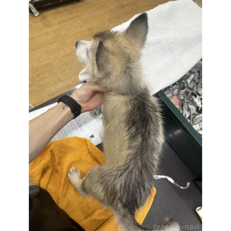 販売中の千葉県のシベリアンハスキー-401737の6枚目