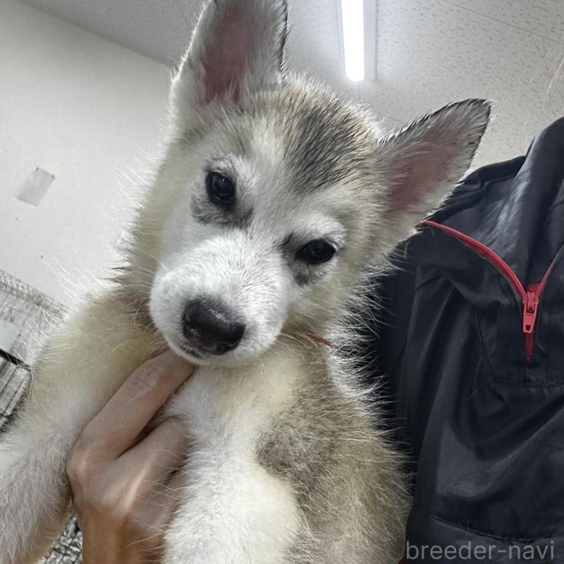 販売中の千葉県のシベリアンハスキー-401737