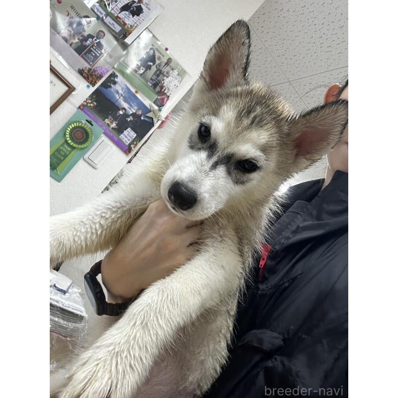 販売中の千葉県のシベリアンハスキー-401732の3枚目