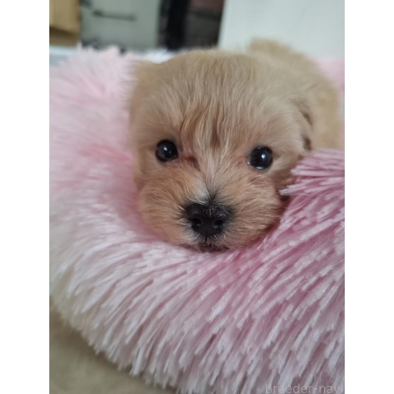 成約済の群馬県のマルプー:マルチーズ×トイプードル-403097の13枚目