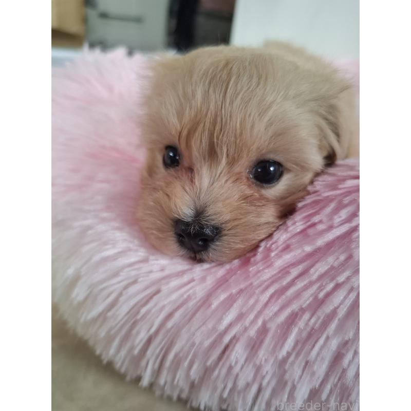 成約済の群馬県のマルプー:マルチーズ×トイプードル-403097の12枚目