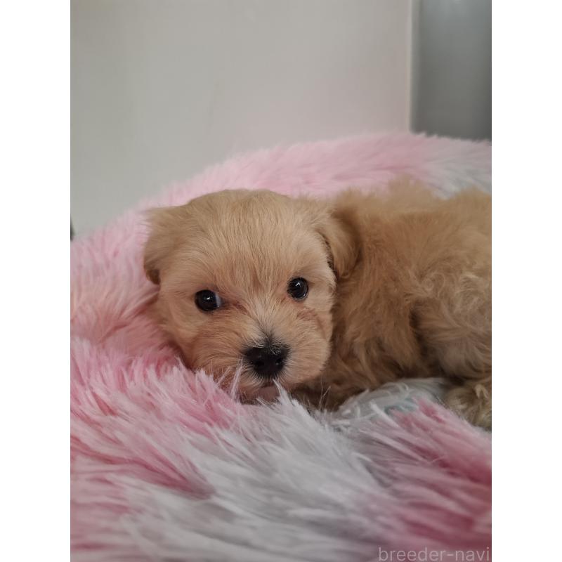 成約済の群馬県のマルプー:マルチーズ×トイプードル-403097の11枚目