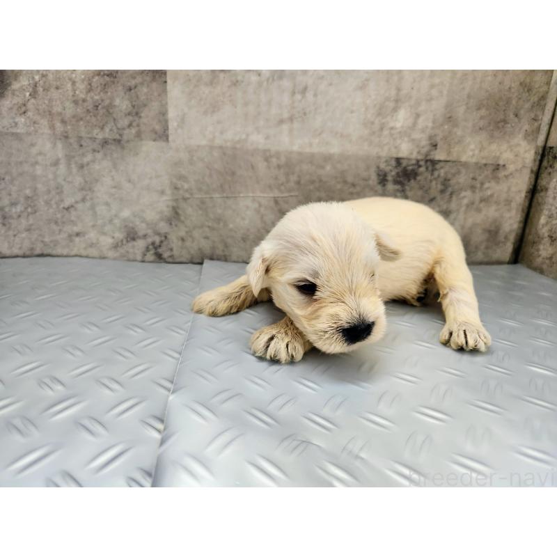 販売中の茨城県のミニチュアシュナウザー-405943の3枚目