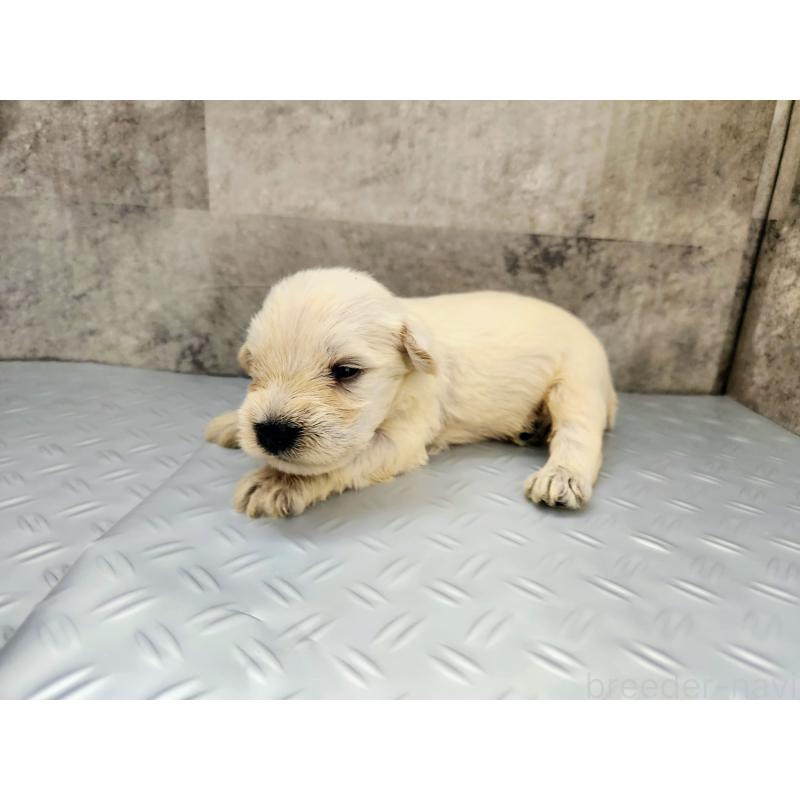 販売中の茨城県のミニチュアシュナウザー-405947の3枚目
