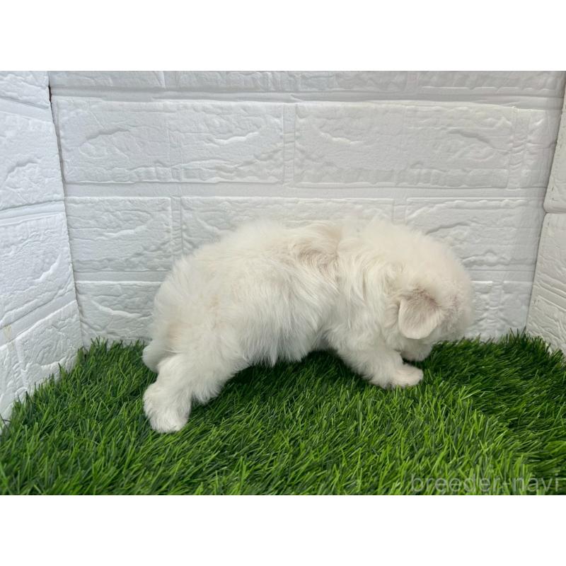販売中の茨城県のマルチーズ-405968の12枚目