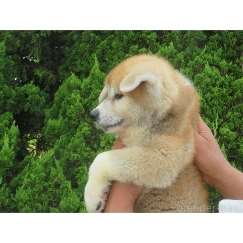 販売中の香川県の秋田犬-405969の3枚目