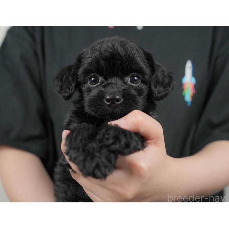 販売中の群馬県のチワプー:チワワ×トイプードル-406152の9枚目