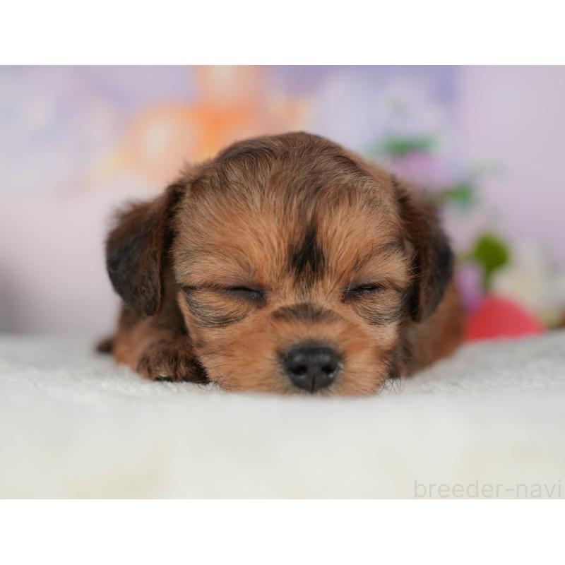 販売中の群馬県のチワプー:チワワ×トイプードル-406146の3枚目