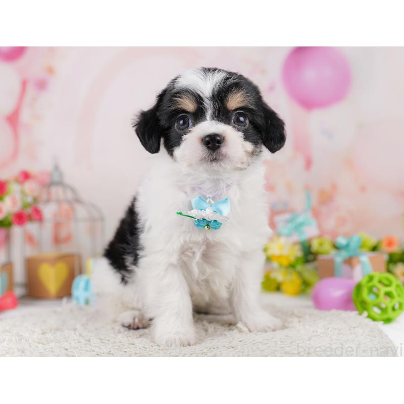 販売中の東京都のミックス犬-406166の11枚目