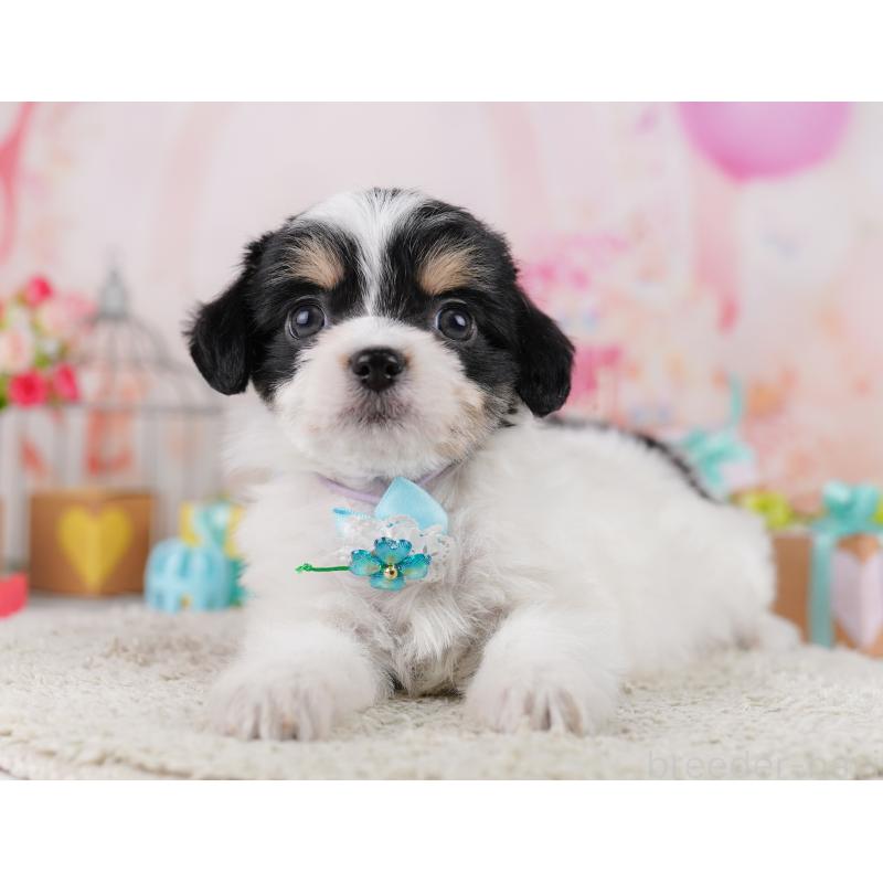 販売中の東京都のミックス犬-406166の10枚目