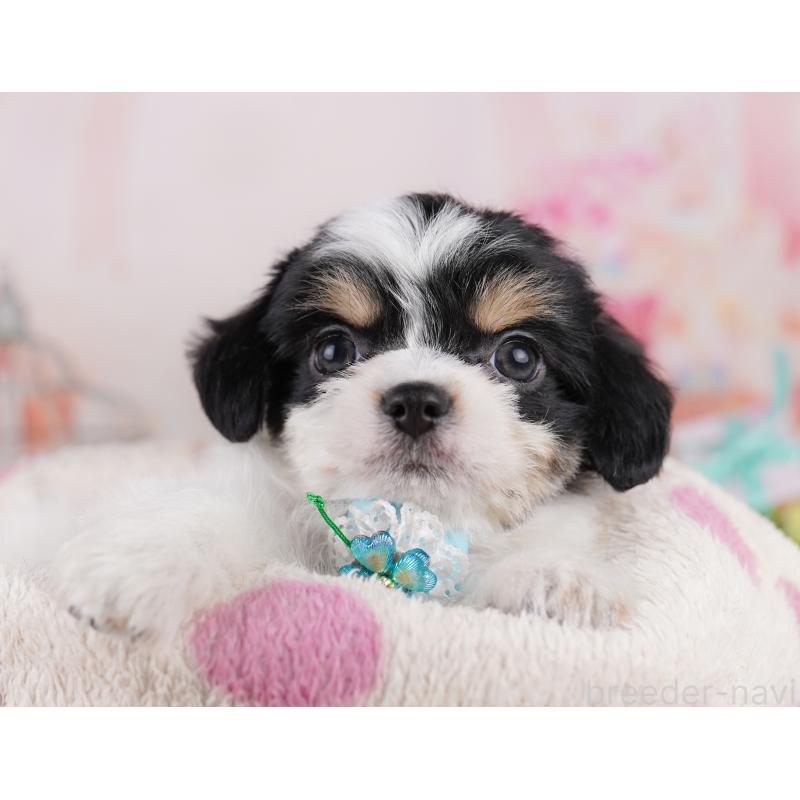販売中の東京都のミックス犬-406166の8枚目