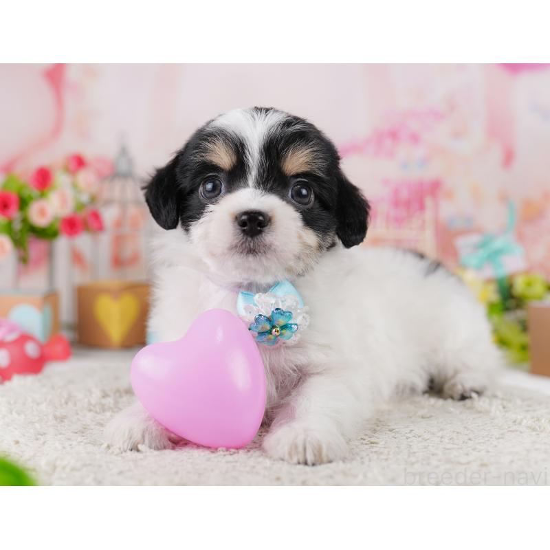 販売中の東京都のミックス犬-406166の7枚目