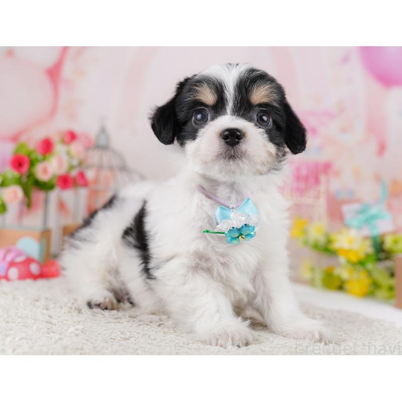 販売中の東京都のミックス犬-406166の6枚目