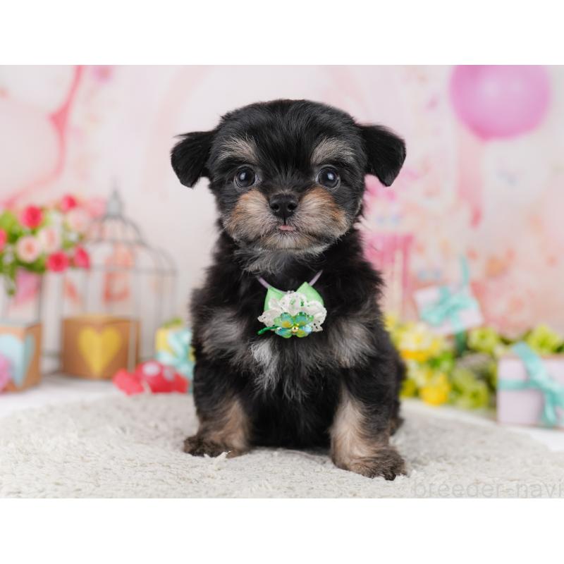 販売中の東京都のミックス犬-406163の11枚目