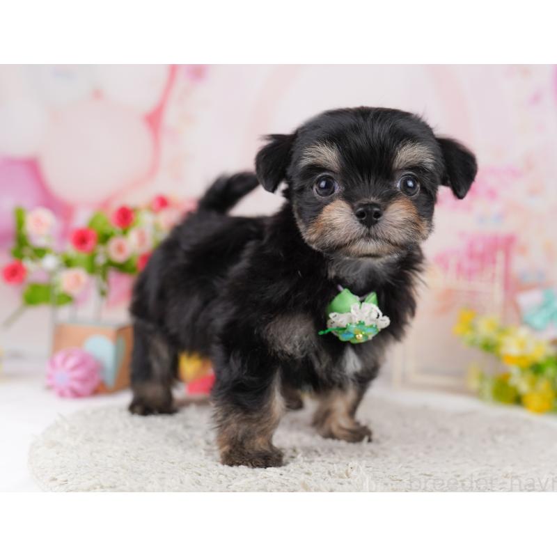 販売中の東京都のミックス犬-406163の10枚目