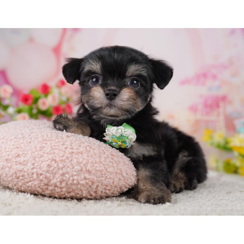 販売中の東京都のミックス犬-406163の8枚目